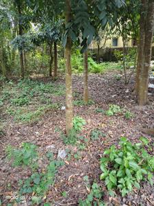 Image of 1776 Sq.ft Residential Plot / Land for sale in Pakuria, Berhampore for Rs. 3200000