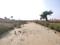 YEIDA Individual Residential Plots Internal Roads 2