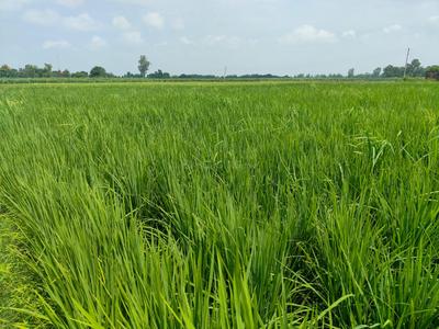 Image of 470 Sq.ft Residential Plot / Land for sale in Ghodi Bachheda, Greater Noida for Rs. 32900000