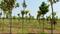 Moolakaraipatti Plot View 2