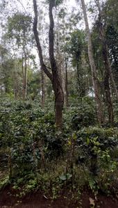 Image of 96703 Sq.ft Residential Plot / Land for sale in Puttur Taluk, Kodagu for Rs. 6500000