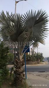 Image of 6005 Sq.ft 4 BHK Villa for sale in Gulmohar Greens, Science City, Ahmedabad for Rs. 80000000