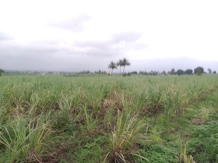 Ranjanpada Main Image 1