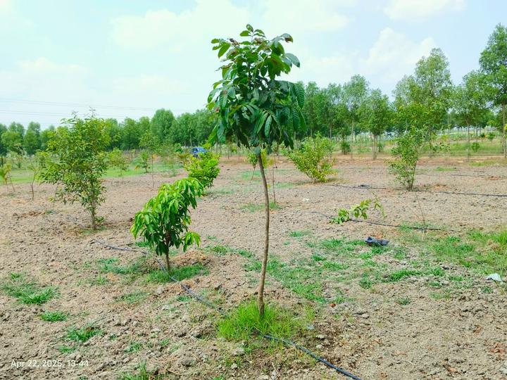 Nenmeli, Chengalpattu Main Image 1