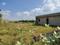 Yeida Plot View 2