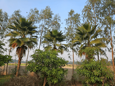 Image of 10000 Sq.ft 2 BHK Farm House for sale in Mohanlalganj, Lucknow for Rs. 7500000