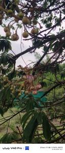 Image of 6000 Sq.ft Residential Plot / Land for sale in Amleshwar, Raipur for Rs. 3300000