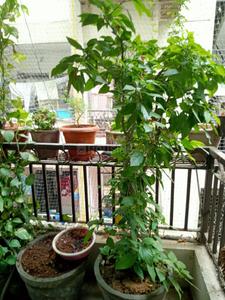 Balcony Image of 1150 Sq.ft 2 BHK Apartment / Flat for sale in Sama Savli Vadodara for Rs. 3200000