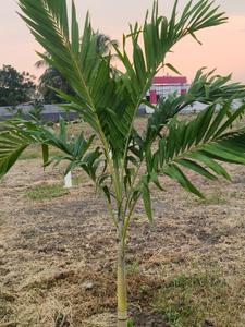 Image of 1000 Sq.ft Residential Plot / Land for sale in Karanodai, Chennai for Rs. 1640000