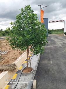 Image of 1000 Sq.ft 2 BHK Independent House for sale in Chennimalai, Erode for Rs. 3500000