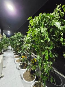 Balcony Image of Cloud Nine Rooms in Sector 62, Gurgaon