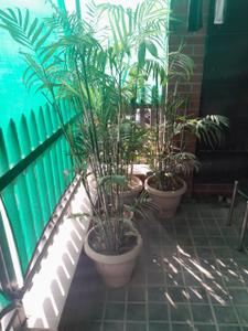 Balcony Image of 550 Sq.ft 1 BHK Builder Floor for rent in Sector 57 Gurgaon for Rs. 22000