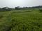 Sonargaon 2 plot Plot View 1
