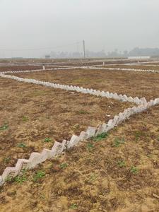 Bihta Plot View 1