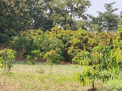 Wada Plot View 2