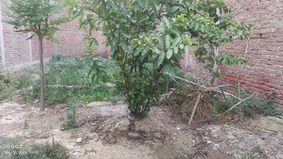 Image of 1350 Sq.ft Residential Plot / Land for sale in Daheli Sujanpur, Kanpur for Rs. 5600000