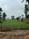Yeida Plot View 2