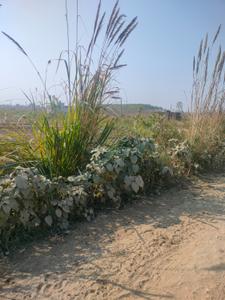 Image of 3000 Sq.ft Residential Plot / Land for sale in Suman Nagar, Haridwar for Rs. 1900000