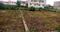 Paijawa Plot View 2