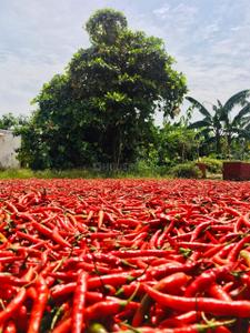 Image of 5000 Sq.ft Residential Plot / Land for sale in Tatibandh, Raipur for Rs. 3375000
