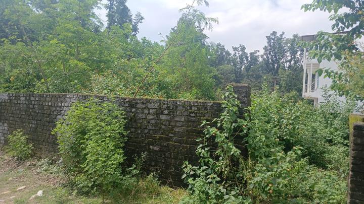 Harrawala Main Image 1
