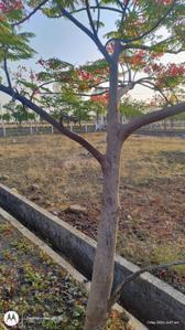 Image of 1200 Sq.ft Residential Plot / Land for sale in Tarfile, Gulbarga for Rs. 1500000