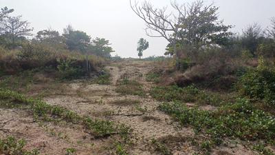 Image of 93108 Sq.ft 4 BHK Farm House for sale in Morjim, Goa for Rs. 1100000000
