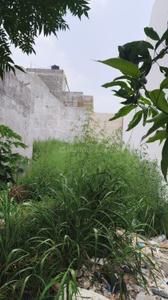 Image of 1260 Sq.ft Residential Plot / Land for sale in Mithapur, Jalandhar for Rs. 2560000