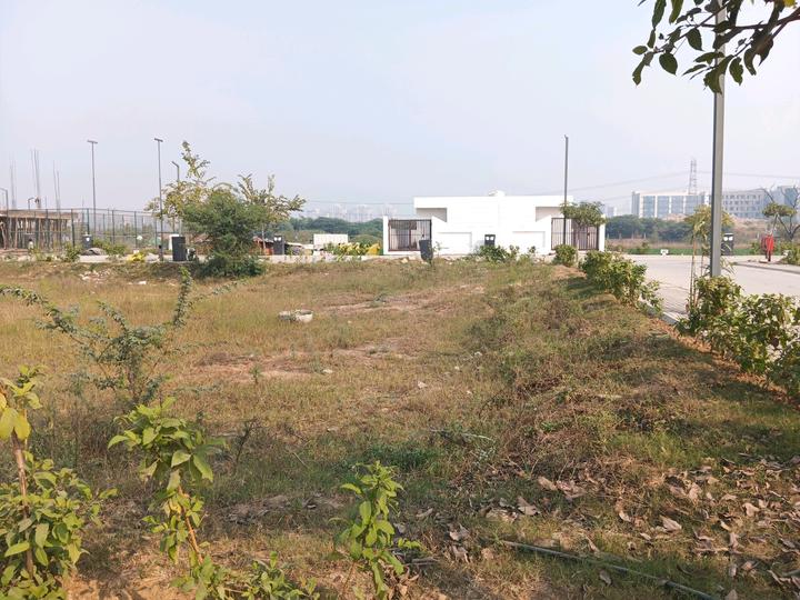 Adani Oyster Greens Main Image 1