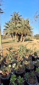 Image of 4500 Sq.ft Residential Plot / Land for sale in New Chandigarh, Chandigarh for Rs. 56500000