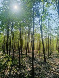 Image of 200 Sq.ft Residential Plot / Land for sale in Ravikamatham, Visakhapatnam for Rs. 800000