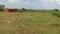Patrapada Plot View 2