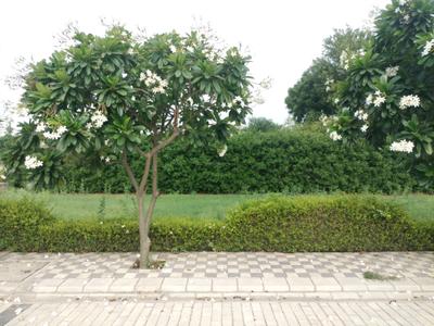 Mansha Oaks Plot View 1