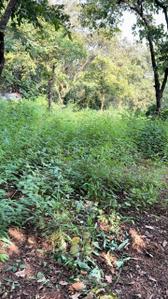 Image of 24000 Sq.ft Residential Plot / Land for sale in Sujata Girivan, Mulshi, Pune for Rs. 10000000