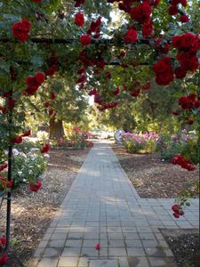 Image of 9000 Sq.ft Residential Plot / Land for sale in Ognaj, Ahmedabad for Rs. 40000000