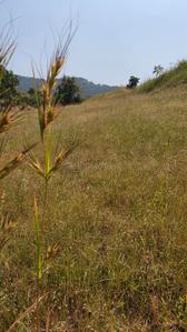 Image of 11000 Sq.ft Residential Plot / Land for sale in Harishchandri, Pune for Rs. 1700000