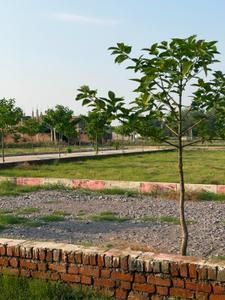 Image of 800 Sq.ft Residential Plot / Land for sale in Amiliha, Kanpur for Rs. 1100000