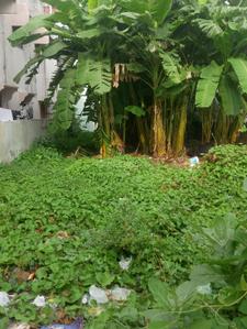Balaga Plot View 1