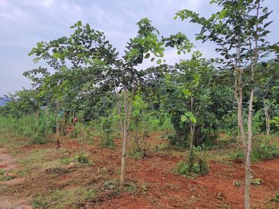 Image of 100 Sq.ft Residential Plot / Land for sale in Kothavalasa, Visakhapatnam for Rs. 650000