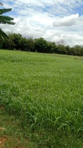 Image of 99999 Sq.ft Residential Plot / Land for sale in Kalayarkoil, Sivaganga for Rs. 300000000