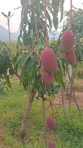 Image of 250 Sq.ft Residential Plot / Land for sale in Srungavarapu kota, Vizianagaram for Rs. 1500000