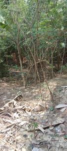 6 BHK Farm House