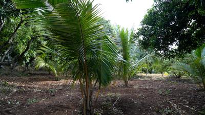 Image of 10890 Sq.ft Residential Plot / Land for sale in Kinathukadavu, Coimbatore for Rs. 7500000