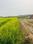 Kanhauli Plot View 2