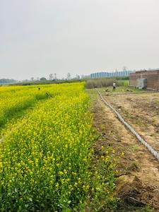 Kanhauli Plot View 2