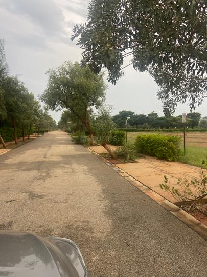 Dhammanagi Tulips Garden Main Image 1