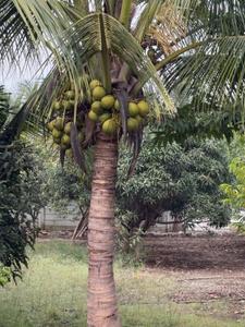 Image of 86400 Sq.ft 5 BHK Farm House for sale in Chevella, Hyderabad for Rs. 110000000