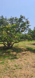 Image of 1250 Sq.ft Residential Plot / Land for sale in Kallandhiri, Madurai for Rs. 717401