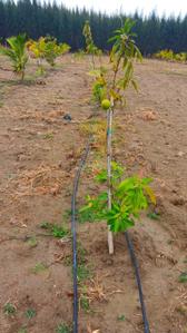Image of 10000 Sq.ft Residential Plot / Land for sale in Ongur, Viluppuram for Rs. 2000000