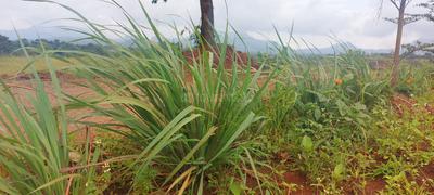 Image of 10764 Sq.ft Residential Plot / Land for sale in Asha Bramha Greens, Trimbak, Nashik for Rs. 4100000